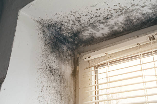 Affordable Mold Cleanup solutions in Morrisville, NC
