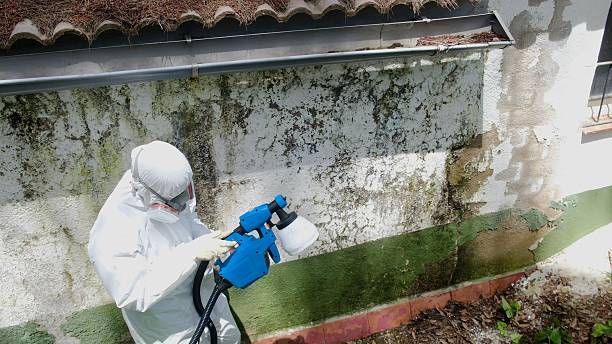 Trusted Attic Mold Removal service in Morrisville, NC - Cheap Mold Removal